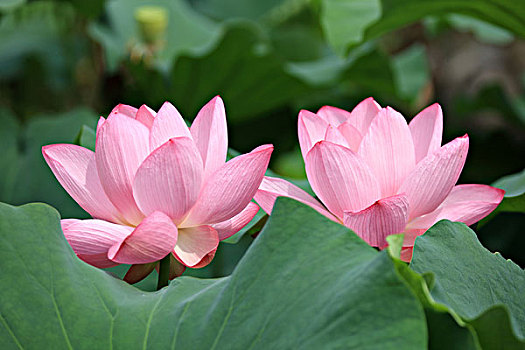 sổ kết quả xổ số
