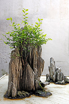 xs minh ngoc mb