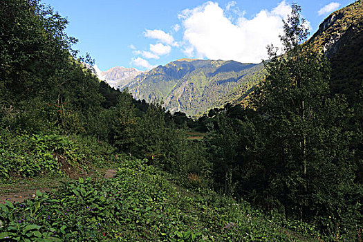 rong bach kim 666 mien nam